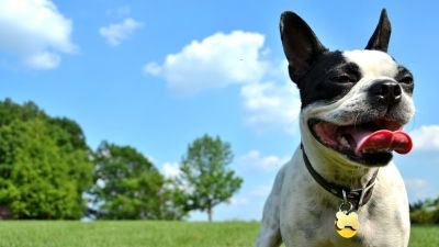Pet Friendly Hotels Houston Aloft Downtown Pet Friendly Hotels Houston